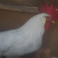 خروس اردک تخم گذار مرغ فروشی|حیوانات مزرعه|شاهرود, |دیوار