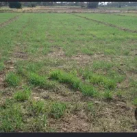 فروش-زمین-حاصل-خیز-کشاورزی-درروستای-ریحان