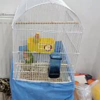 جفت طوطی برزیلی  مولد سالم و سرحال