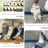 کفتر پیدا شده