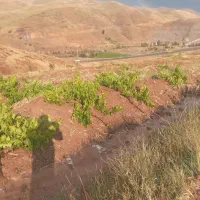 باغ انگور با حق آب ازچشمه شخصی