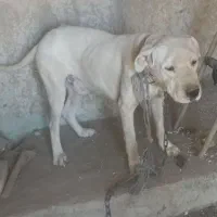 سگ داگو