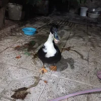 اردک ماده تخم گذار