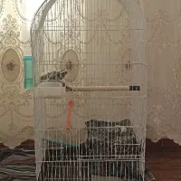قفس پرنده|لوازم جانبی حیوانات|بکتاش, |دیوار