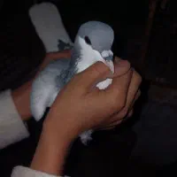 کفتر دمگیر و تهرانی وقناری|پرنده|مبارکه, |دیوار