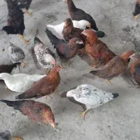 خروس ۶ماهه