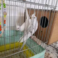 عروس هلندی