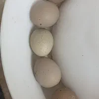 تخم نطفه دار بلدرچین|حیوانات مزرعه|پرند, فاز ۳|دیوار