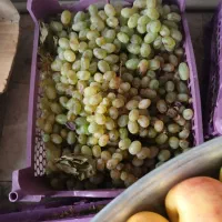 سیب انگور سرکه ای آلو سیاه لواشکی میوه فروشی|خوردنی و آشامیدنی|اصفهان, کوجان|دیوار
