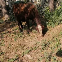 گوسفند آبستن