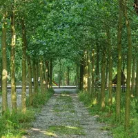 مجموعه یه زندگی چوبی کنار آب|فروش خانه و ویلا|اندیشه, اندیشه فاز ۶|دیوار