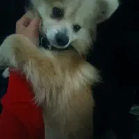 سگ گمشده در رضامحله|حیوانات|کلاچای, |دیوار