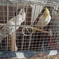 فروش یک جفت عروس هلندی مولد نر لوتینوماده آلبینو