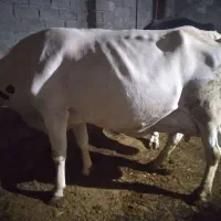 گاوابستن