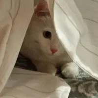 گربه|گربه|فومن, |دیوار