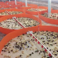 بلدرچین،جوجه بلدرچین،تخم نطفه دار بلدرچین