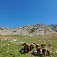 پشم گوسفند