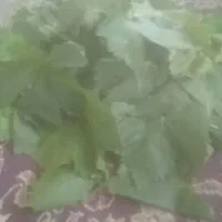 برگ مو برای دلمه