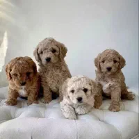 پودل سایز0تاینی توی رنگ بندی با ق باورنکردنی|سگ|مشهد, وکیلآباد|دیوار