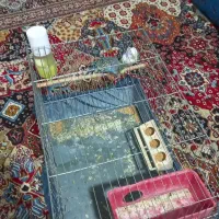 مرغ عشق|پرنده|شاهرود, |دیوار