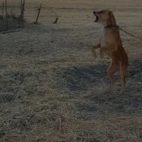 واگزاری سگ نگهبان|سگ|کرمانشاه, |دیوار