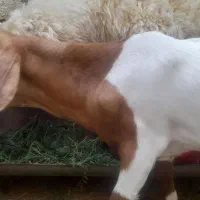 کهره