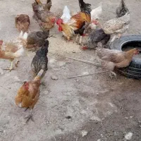 ۱۵ عدد مرغ محلی ک اولین بار تخم میزارن با ی خروس