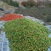 سلام گوجهفرنگی درجه یک برای فروش هر چند کیلو|عمدهفروشی|بلبان آباد, |دیوار