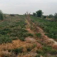 فروش سه هزار متر یونجه قیمت توافقی