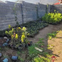 زمینی به مساحت 350 متر اوشیان|فروش زمین و ملک کلنگی|چابکسر, |دیوار