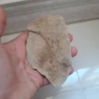 سنک فسیل گیاه|کلکسیون و سرگرمی|فیروزکوه, |دیوار