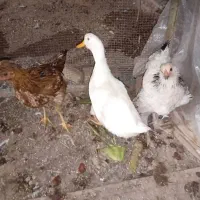 فروش اردک و جوجه