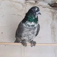 گرفتنی|پرنده|قم, علی آباد سعدگان|دیوار