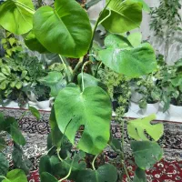 گلهای خونگی|حراج|تهران, امامت|دیوار