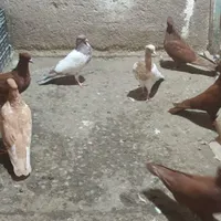 باسلام خدمت دوستان ۷عدد کبوتر رنگی سالم|پرنده|بروجرد, |دیوار