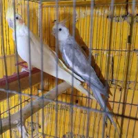 عروس هلندی جفت