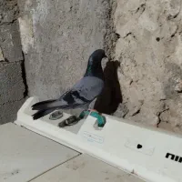 سبز پاکستانی