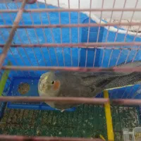 عروس هلندی سالم خونگی ماده|پرنده|شبانکاره, |دیوار