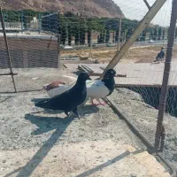 چهار عدد کبوتر نر ....قیمت مفت