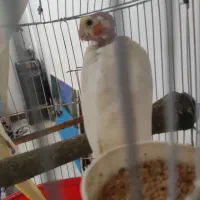 عروس هلندی لتینیو