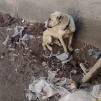 واگذاری حیون ده ماهه|سگ|رضویه, |دیوار