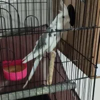 عروس هلندی نر دوکت آلبینو