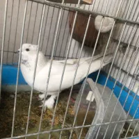 کفتر کاکل دار پا پردار