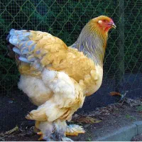 تخم مرغ برهما غول پیکر