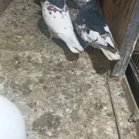 نر ماده شهری یال سیاه گل دار