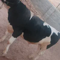 گوساله نر پروار ثابت|حیوانات مزرعه|زاگرس, |دیوار