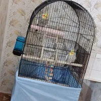 عروس هلندی جفت