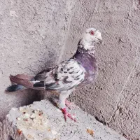 کفتر|پرنده|رودان, |دیوار