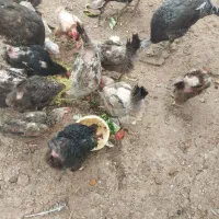 مرغ تخم گذار محلی