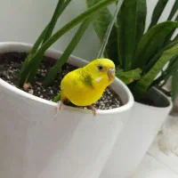 مرغ عشق نر|پرنده|اسلام‌شهر, شهرک محمدیه|دیوار